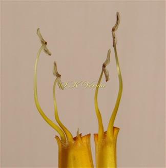  Stamens